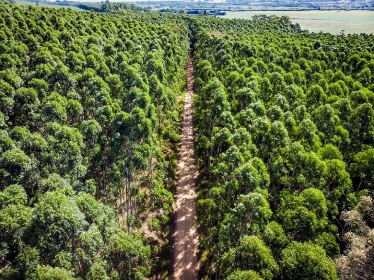 A silvicultura é uma atividade baseada na utilização de árvores manejadas para produzir madeira